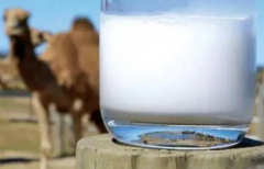 駱駝奶防偽標簽制作，駱駝奶辦理防偽標簽流程